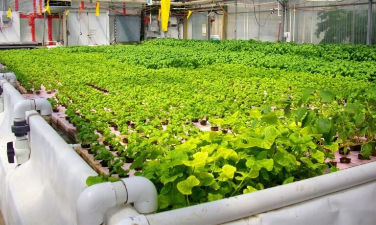 Aquaponics Gardening Explained: How Fish and Plants Work Together for Sustainable Growth