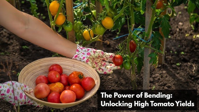 Tomato Bending Technique That Maximizes Fruit Production Naturally