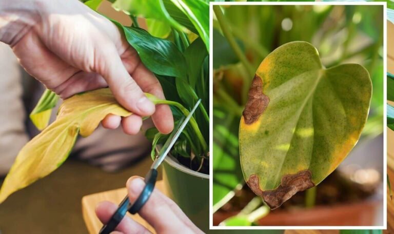 Save Your Plants From Browning! Unlock the Secret to Healthy, Lush Leaves
