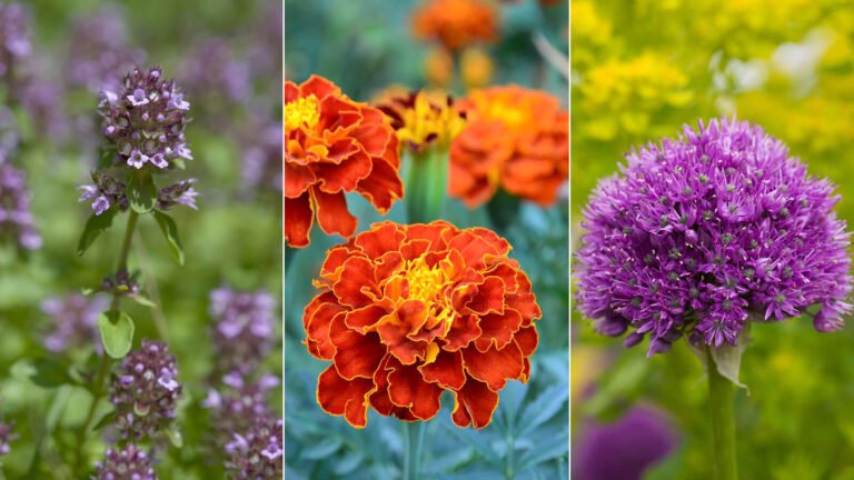 Natural Pest Control: Best Companion Plants to Protect Your Garden Without Chemicals