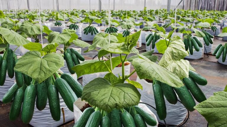 Grow More Cucumbers Than Ever Before – Backyard Gardening Secrets Revealed