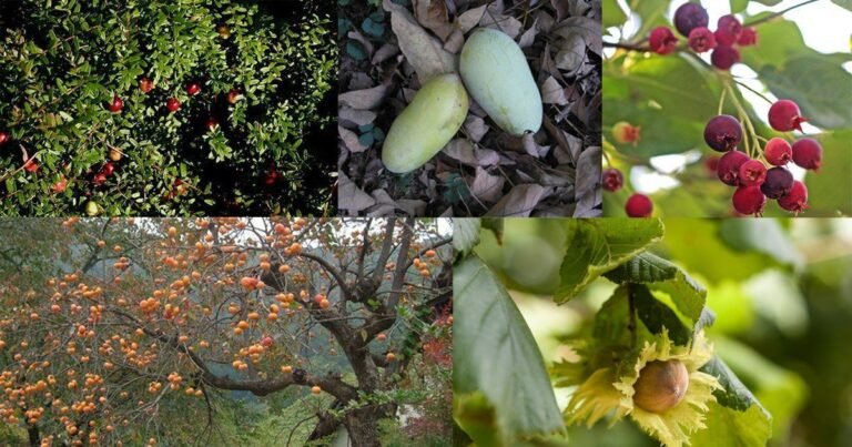 12 Bizarre Edible Plants That Look Alien But Taste Amazing