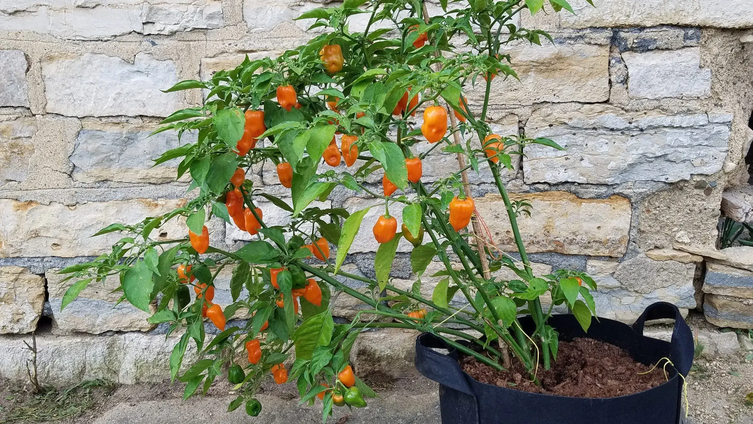 The Secret to Growing Peppers for Years: My 5+ Year Habanero Plant