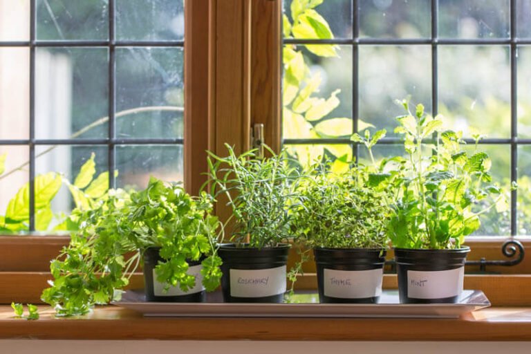 Essential Herbs Every Gardener Should Grow for Health, Flavor, and Pest Control
