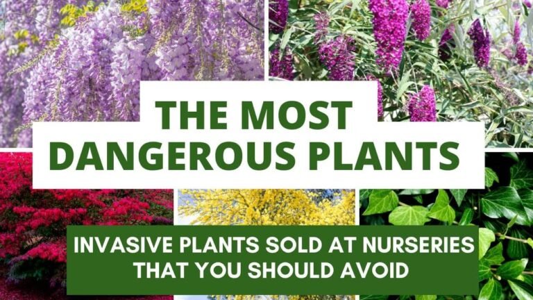Think Twice Before You Plant These| Invasive Plants to Avoid in Your Garden