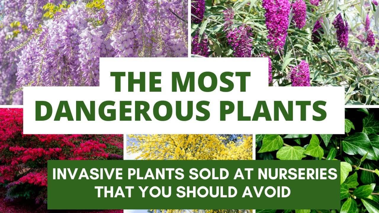Think Twice Before You Plant These| Invasive Plants to Avoid in Your Garden