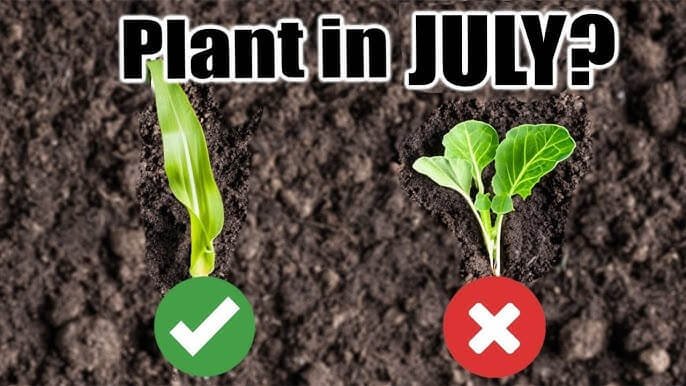 Maximize Your Garden Harvest| 5 Crops to Sow in July!