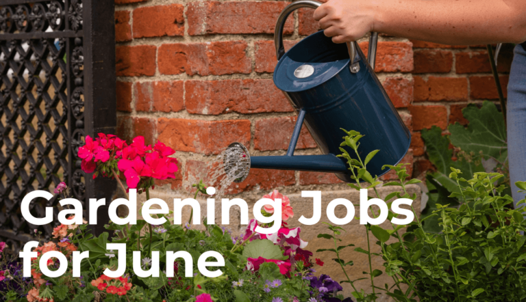 Essential June Gardening Tasks to Keep Your Plants Healthy and Thriving