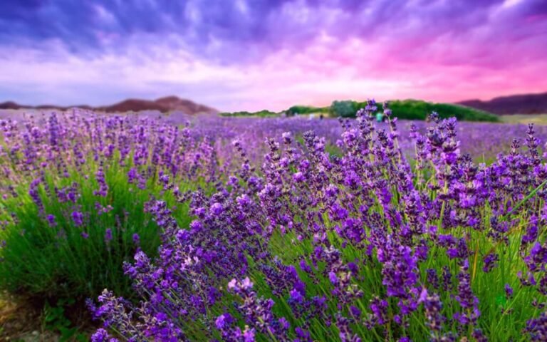 Lavender Secrets Unveiled: Surprising Uses Beyond Just Aromatherapy