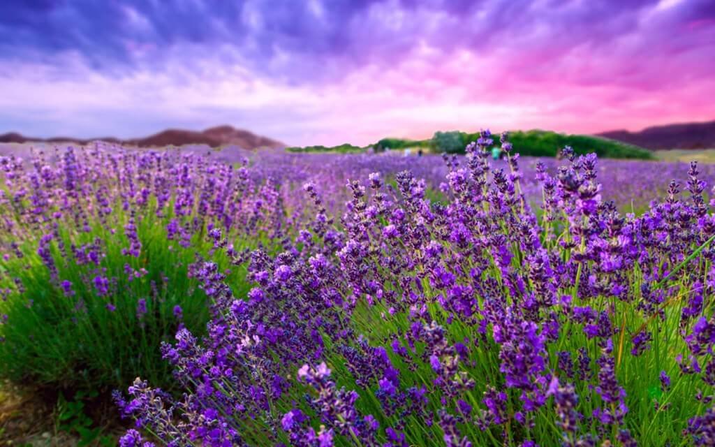 Lavender Secrets Unveiled: Surprising Uses Beyond Just Aromatherapy