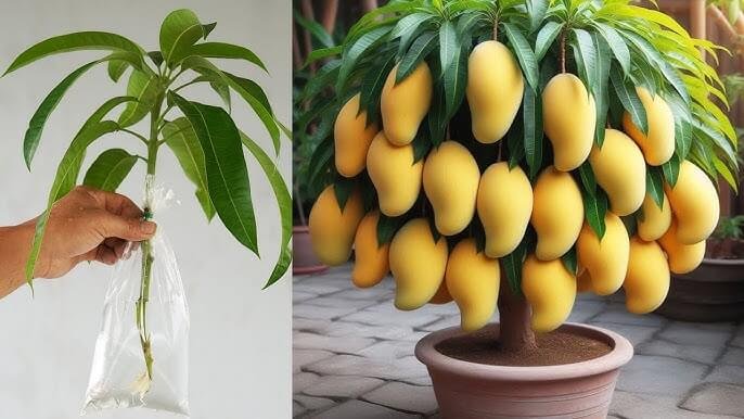Grow Mangoes Faster with This Crazy Simple Trick!