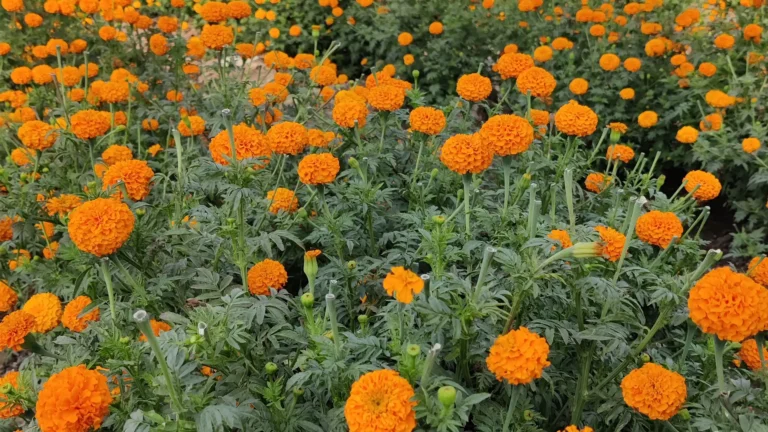 Marigolds in the Garden: The Secret Flower That Fights Pests and Boosts Growth