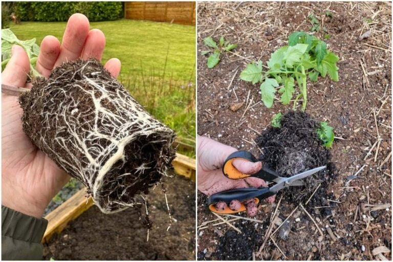 12 Common Planting Mistakes That Could Be Killing Your Fruit Trees