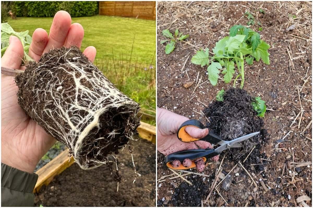 12 Common Planting Mistakes That Could Be Killing Your Fruit Trees