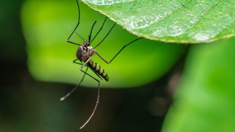 How to Get Rid of Garden Mosquitoes Fast | 3 Proven Home Remedies