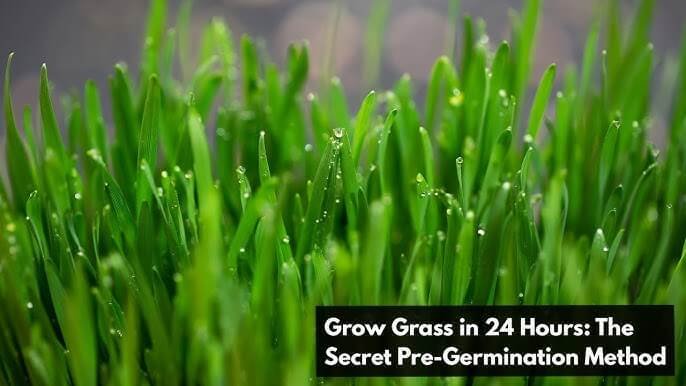 Fastest Way to Grow Grass | Pre-Germination Method That Works Overnight