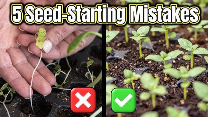 5 Common Seed Starting Mistakes That Can Destroy Your Garden (And How to Fix Them)