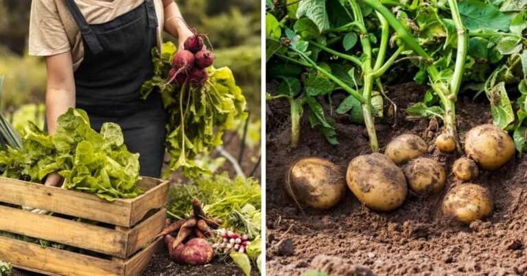 Grow a Self-Sustaining Garden| Tips to Keep Your Plants Producing Nonstop