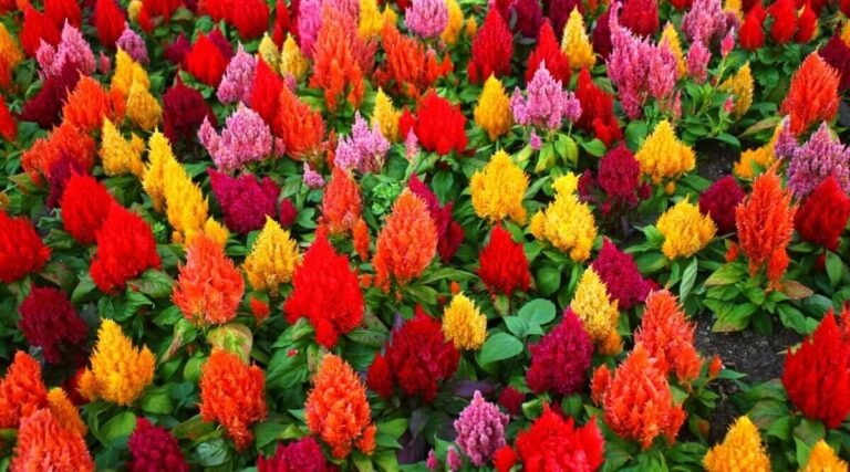 Best Self-Seeding Plants That Return Year After Year with No Effort