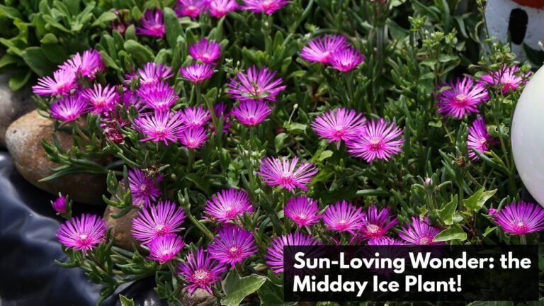 Midday Ice Plant Care Guide | The Sun-Loving Ground Cover You’ll Love