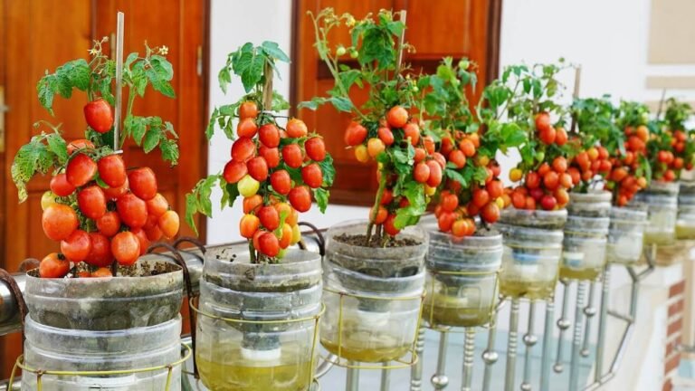 We Grew Tomatoes on Our Balcony and the Unexpected Happened!