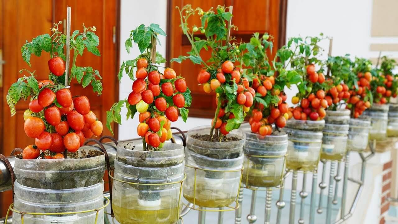 We Grew Tomatoes on Our Balcony and the Unexpected Happened!