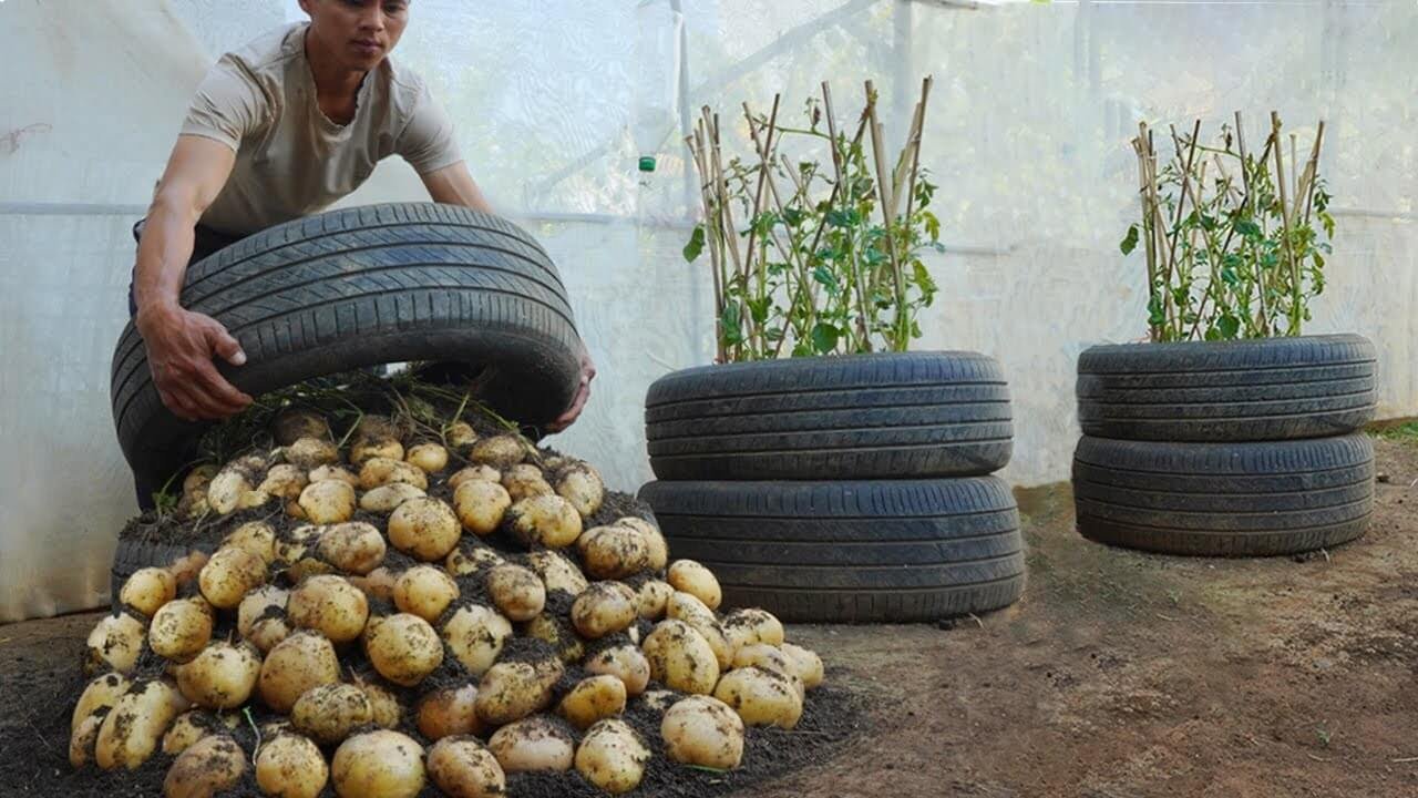Grow Giant Potatoes in Stacked Tires | Potato Growing Hack