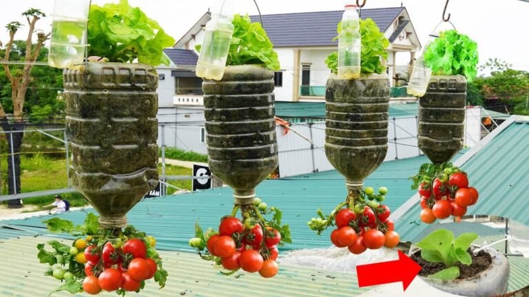Upside Down Tomato Planting| The Space-Saving Method for Big Juicy Harvests