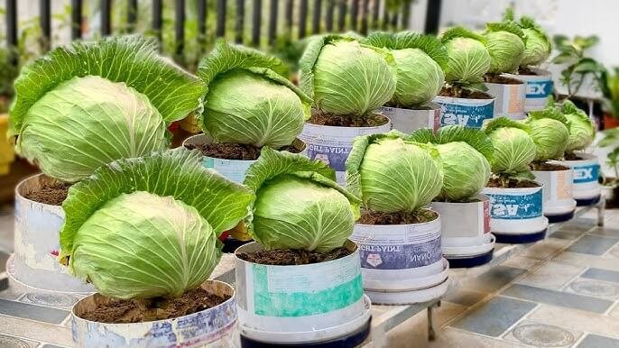 Cabbage: The Low-Maintenance Crop for Your Urban Garden